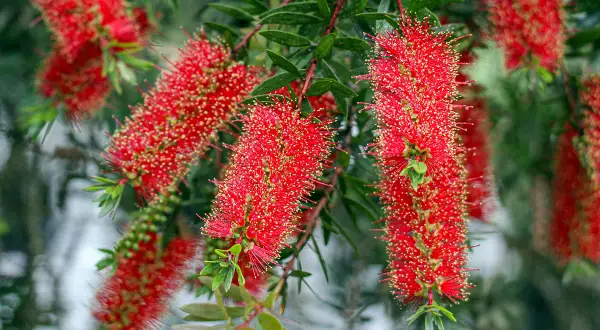Fleurs rouges vives de rince bouteille, ressemblant à des brosses, sur fond vert flou.