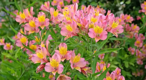 Un parterre d'alstroemeria vivace aux fleurs roses et jaunes, aux pétales délicats striés de noir, s'épanouit sous le soleil.