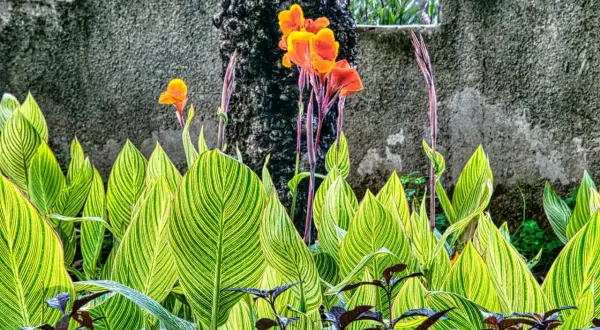 Feuilles vertes et jaunes rayées d'une plante canna, avec des fleurs orange vif et des tiges pourpres se dressant derrière.