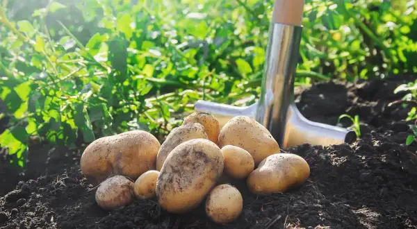 Des pommes de terre fraîchement récoltées dans la terre, avec une pelle à proximité. Idéal pour savoir que planter à côté des pommes de terre.