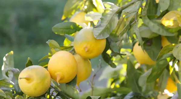 Citrons jaunes mûrs sur une branche, prêts à être récoltés. Une belle bouture citronnier promet de futurs fruits.