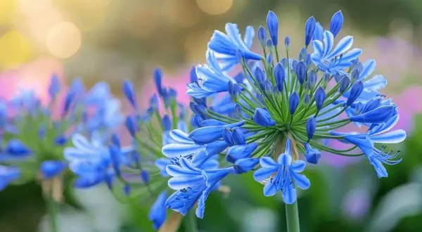 Magnifique agapanthe en pleine floraison, ses grappes de fleurs bleues éclatantes captivent le regard sous un doux soleil.