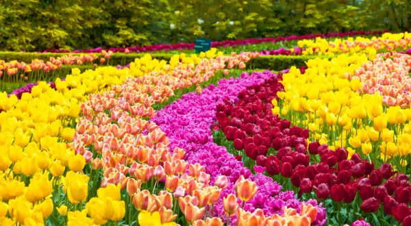 Un magnifique jardin de tulipes aux couleurs vives : jaune, rose, orange et rouge s'étendent en rangées ondulantes sous un feuillage verdoyant.