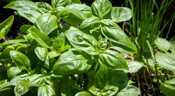 Gros plan sur une plante basilic aux feuilles vertes et brillantes, prête à parfumer vos plats.