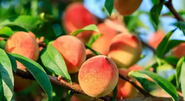 Gros plan sur des pêches mûres, prêtes à être cueillies, sur une branche d'arbre. Le soleil illumine la peau veloutée de ces fruits, annonçant la douceur de la pêche de vigne.