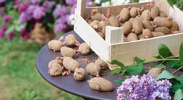 Une caisse en bois déborde d'une variété de pommes de terre germées, certaines posées sur une table avec des fleurs de lilas.