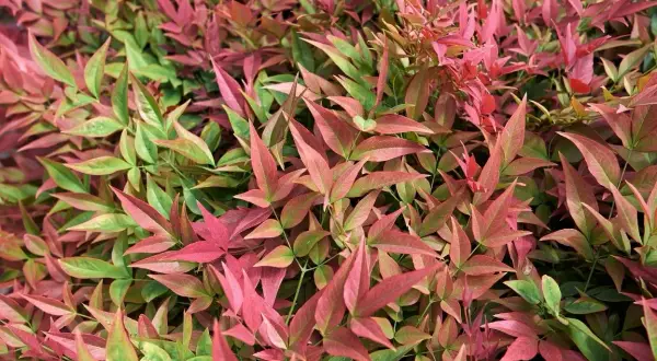Feuillage dense de bambou sacré, mêlant des teintes de vert tendre et de rose profond, évoquant une douce transition automnale.