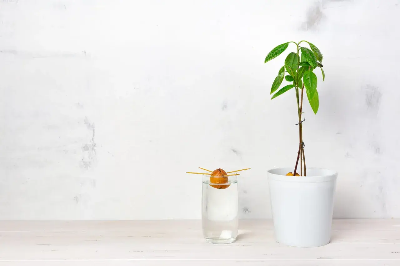 Un noyau d'avocat germe dans un verre d'eau, à côté d'un jeune plant d'avocat en pot. Le début d'une belle aventure pour faire pousser un avocat.