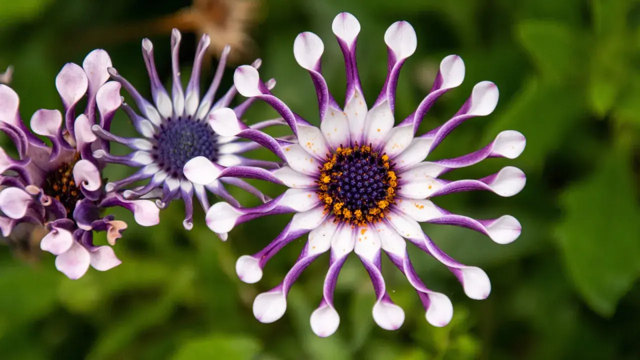 Fleurs d'ostéospermum aux pétales blancs et violets, leur entretien est simple pour une floraison éclatante.