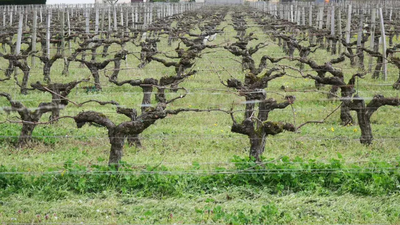Vignes taillées en taille guyot double, leurs troncs noueux et leurs branches s'étendent sur un tapis d'herbe verte.