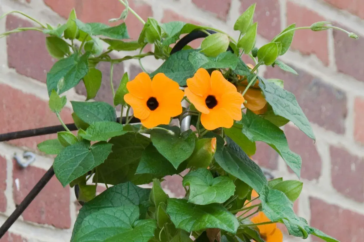 Deux fleurs orange vif, des suzanne aux yeux noirs, s'épanouissent sur un fond de briques rouges.