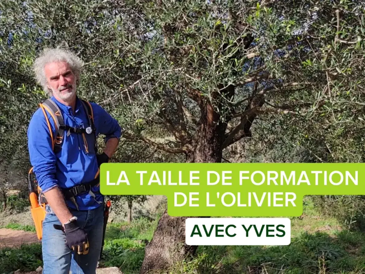Yves, expert en taille d'olivier sur tige, montre la croissance d'un jeune arbre.