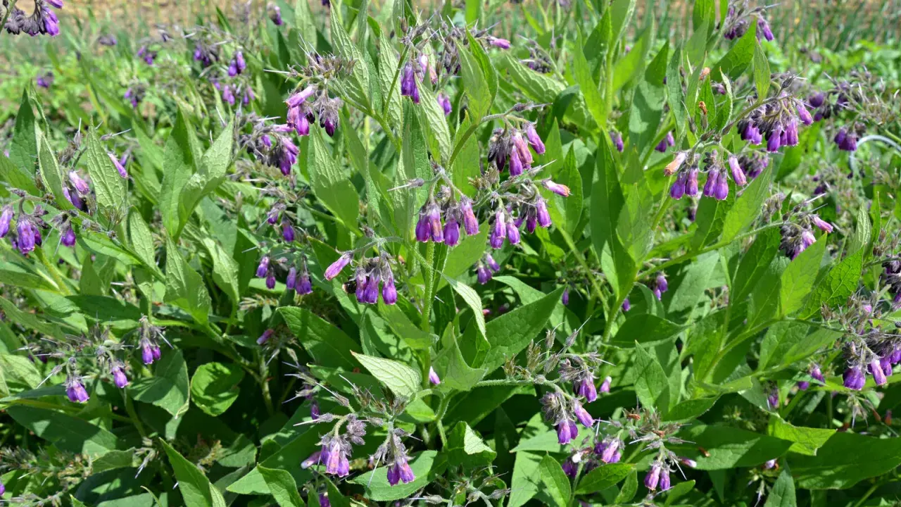 Plantes de consoude aux fleurs violettes pendantes, prêtes à être transformées en purin de consoude pour le jardin.