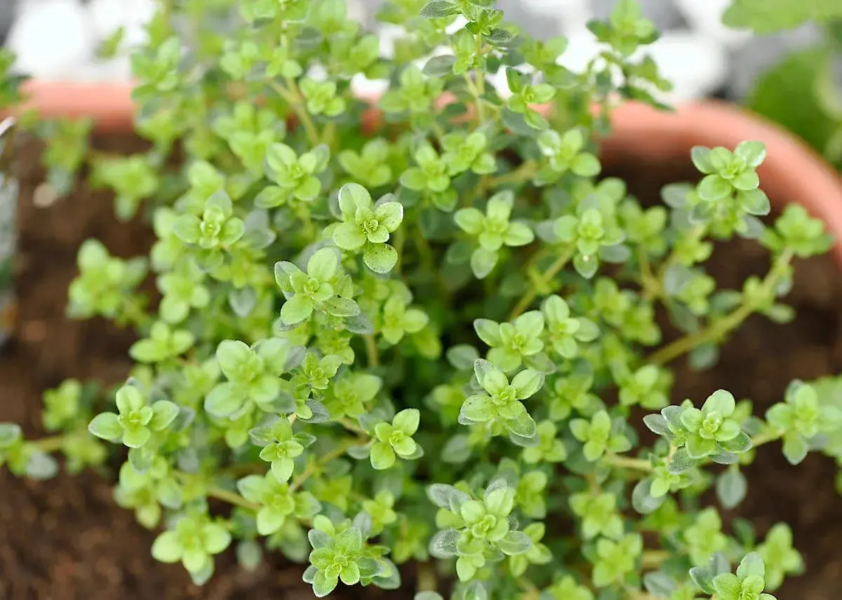 Gros plan sur un plant de thym citron aux petites feuilles vertes vives, prêt à parfumer vos plats.