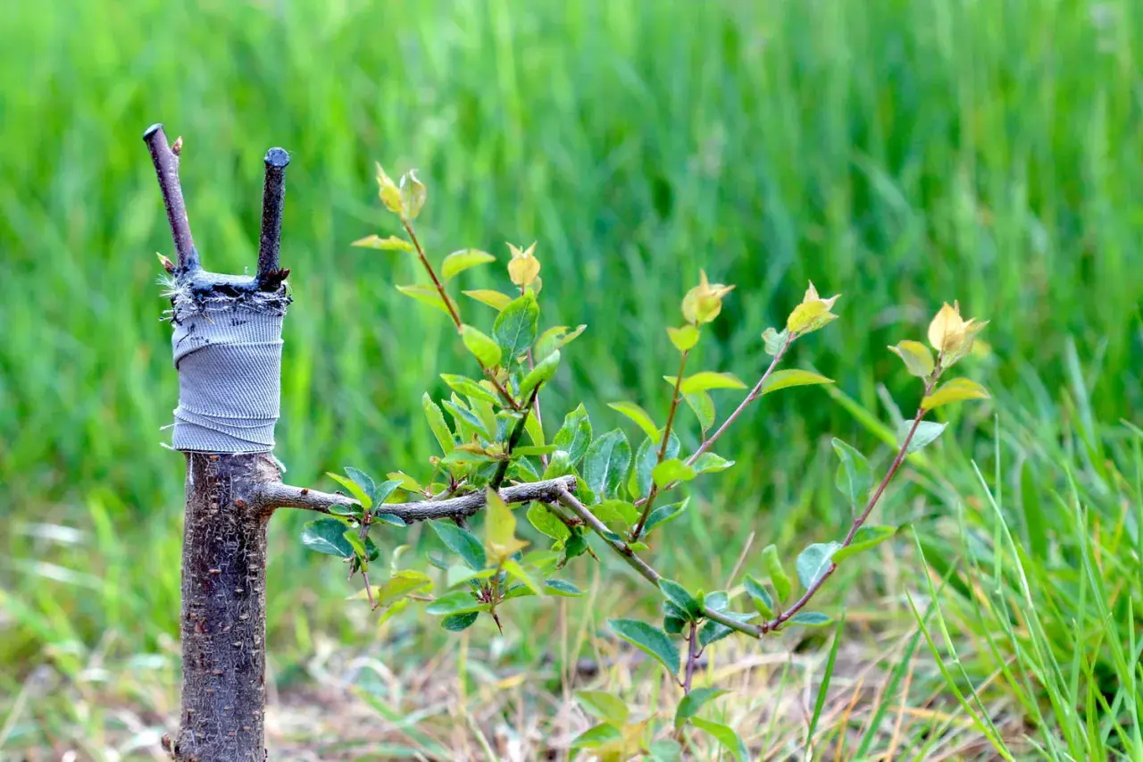 Bouture cerisier en pleine croissance, greffée sur un porte-greffe et entourée de verdure.