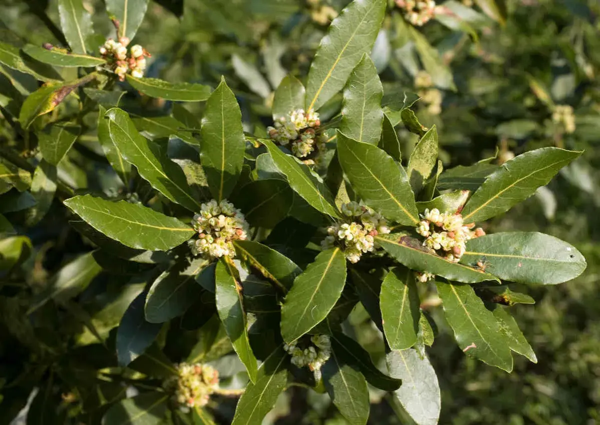 Feuilles vertes et fleurs pâles d'un laurier sauce, prêt à parfumer vos plats.