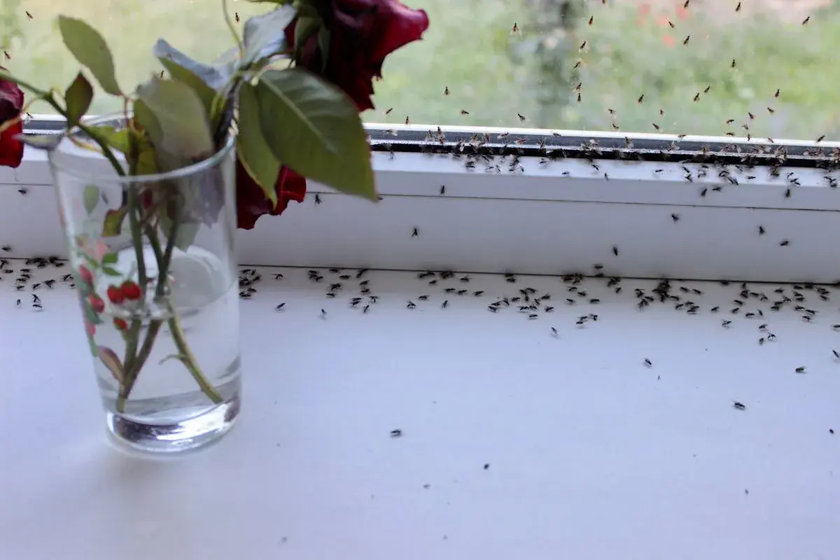 Une invasion de moucherons sur le rebord de fenêtre, près d'une rose fanée dans un verre. Comment se débarrasser des moucherons ?