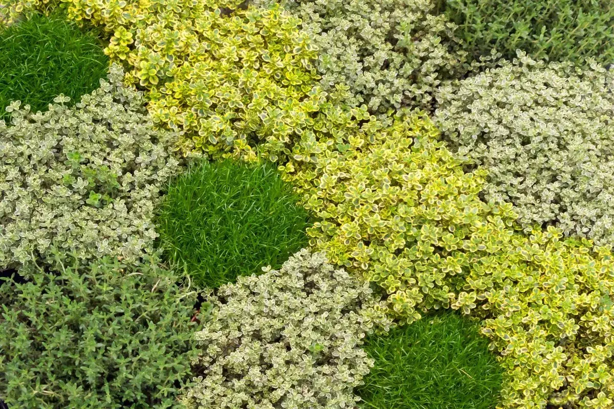 Un tapis végétal de thym aux feuilles vertes et panachées, parfait pour un jardin aromatique.