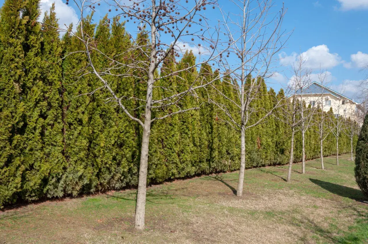 Une haie anti bruit dense et verte borde un jardin avec des arbres dénudés. Au loin, une maison aux toits bleus se dessine.