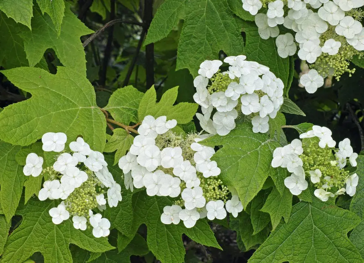 Grappes de fleurs blanches délicates de l'hortensia quercifolia, aux feuilles vertes lobées caractéristiques.