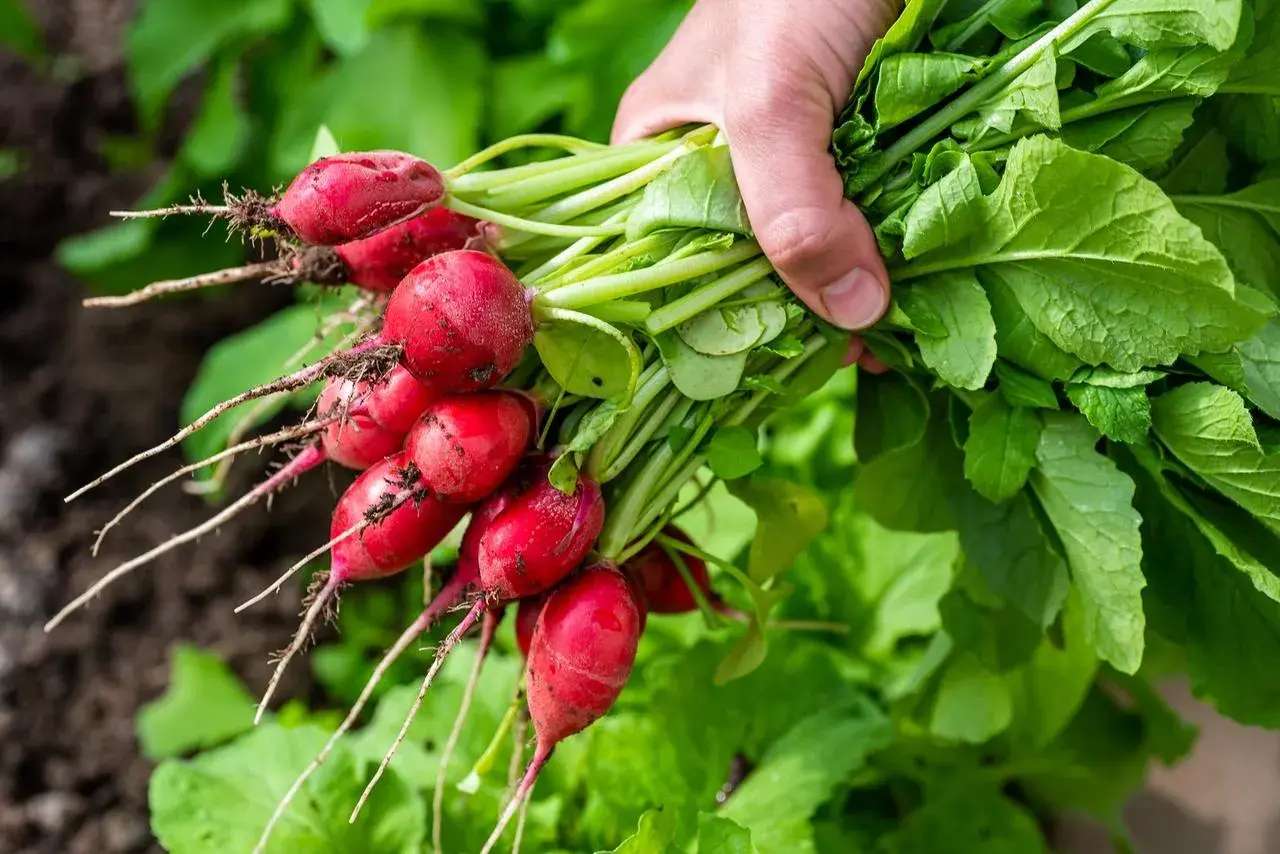 Un bouquet de radis fraîchement cueillis, leurs racines rouges et leurs feuilles vertes vibrantes. Une question se pose : pourquoi les radis piquent ?