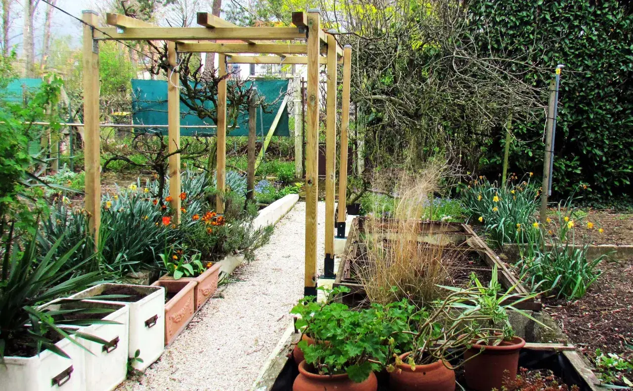 Un chemin de gravier serpente sous une pergola en bois, bordée de plantes en pots et de fleurs printanières. Une vigne sans fruit pour pergola attend de s'y accrocher.