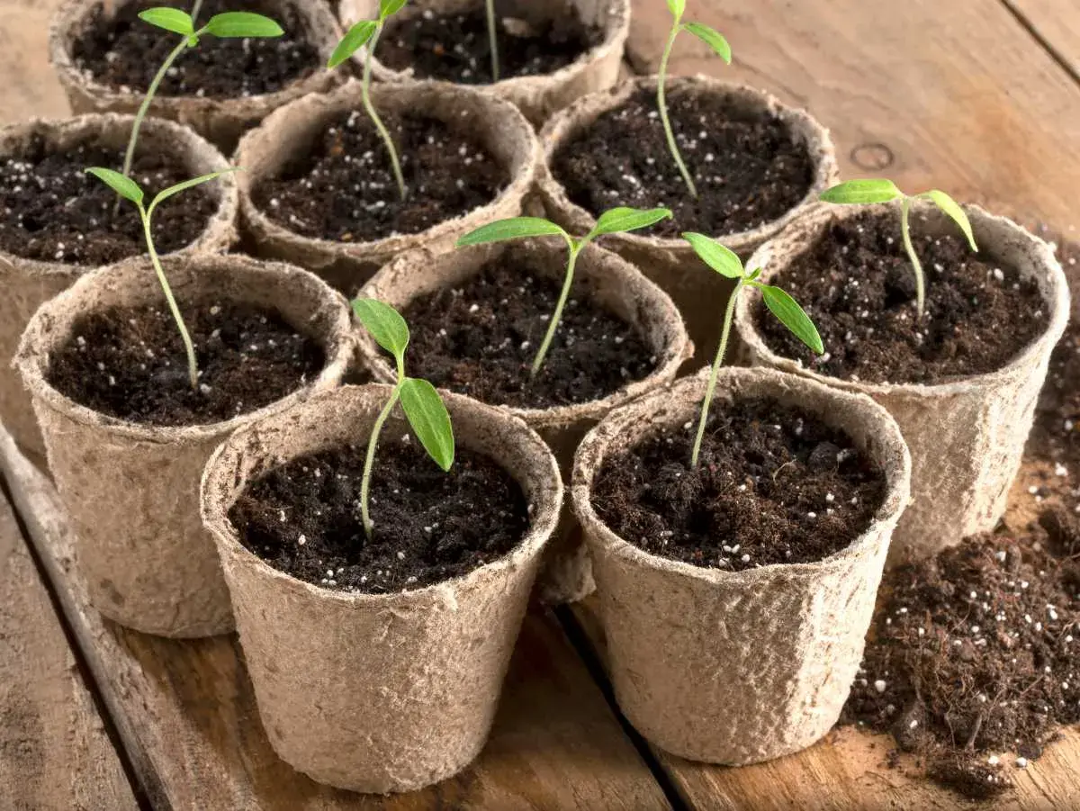 Petits semis de tomates dans des pots en carton, prêts à grandir.