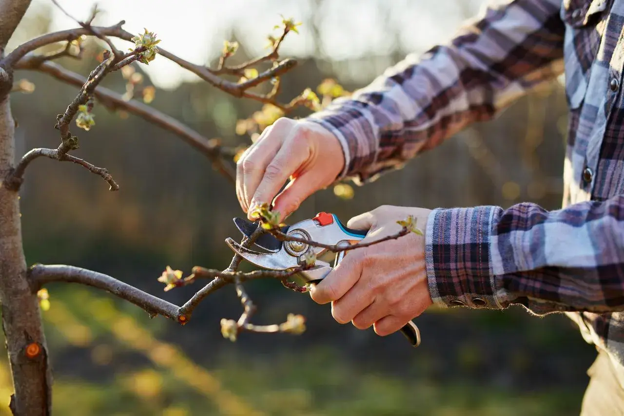Un jardinier utilise un sécateur pour tailler un jeune pommier. Il apprend comment tailler un pommier trop haut pour favoriser sa croissance.