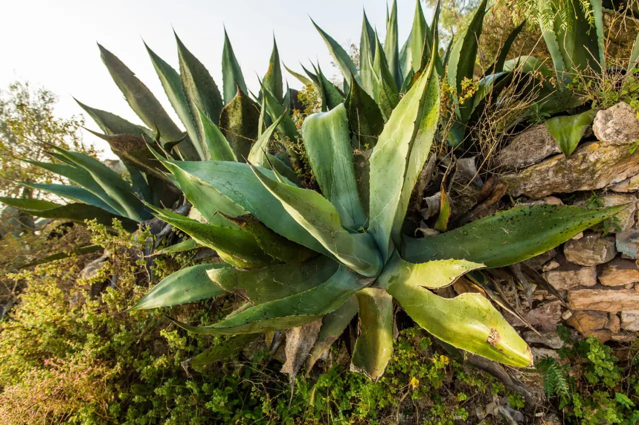 Gros plan sur une plante d'agave aux feuilles vertes et charnues, poussant sur un mur de pierres sèches.