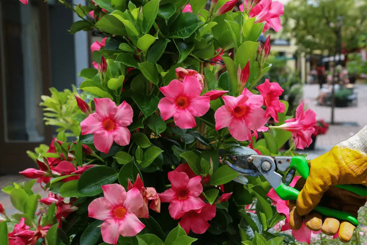 Maintenir la beauté de ce dipladenia rose en effectuant un entretien régulier. Les fleurs éclatantes et le feuillage luxuriant témoignent d'un soin attentif.