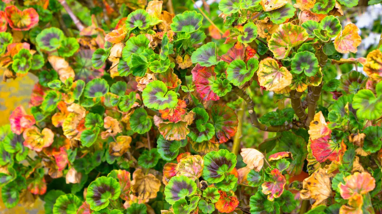 Feuilles de géraniums présentant des taches rouges et jaunes, signes de maladies.