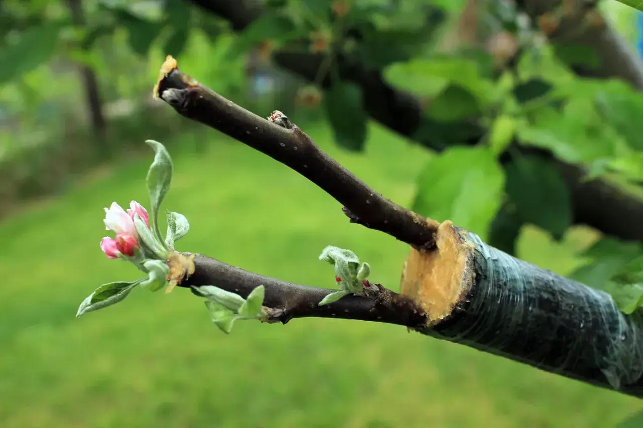 Un pommier en pleine croissance, prêt à greffer. Une nouvelle branche avec des bourgeons roses et verts est attachée à une branche plus ancienne.