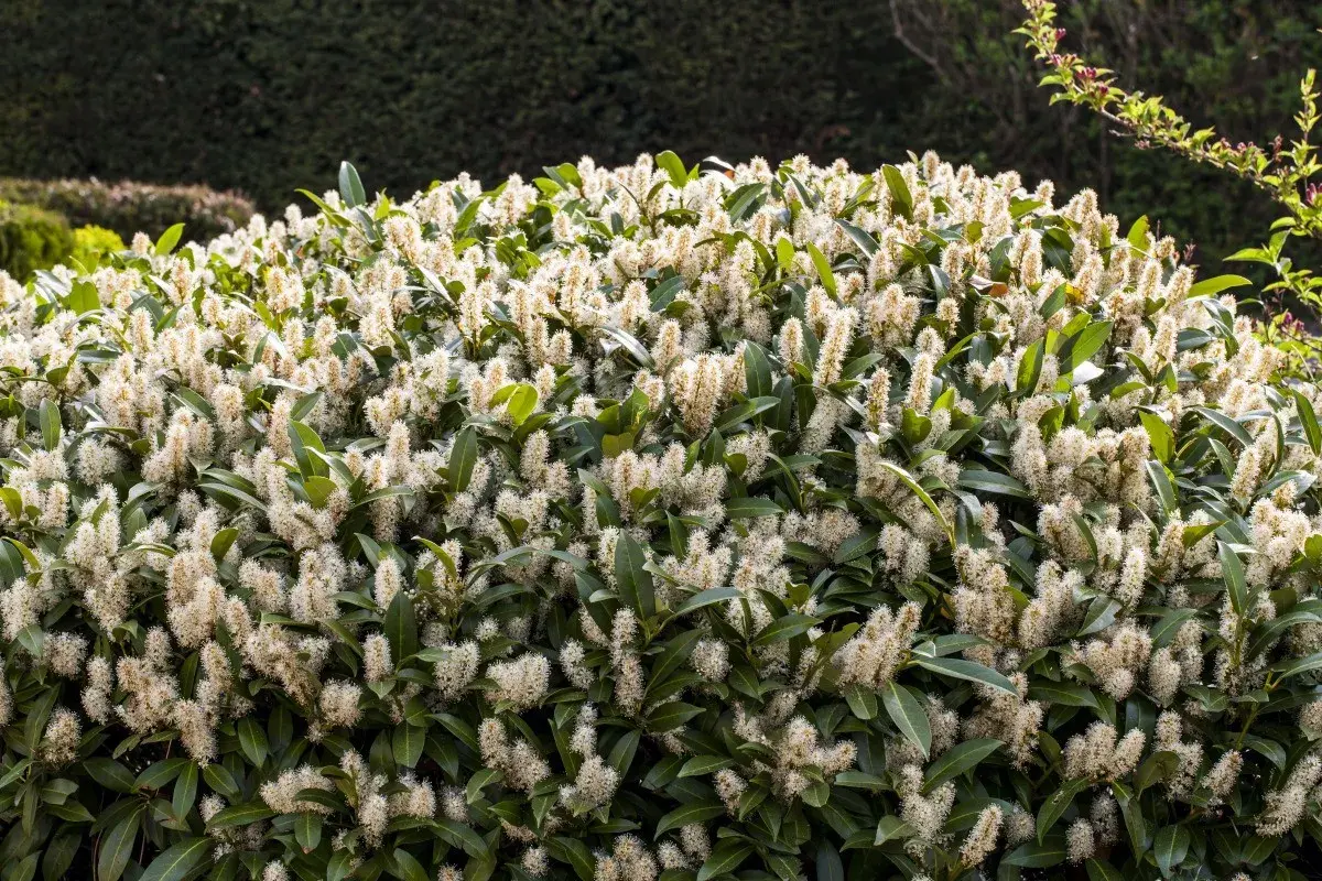 Un buisson dense de laurier cerise en pleine floraison, avec de longues grappes de petites fleurs blanches crémeuses.