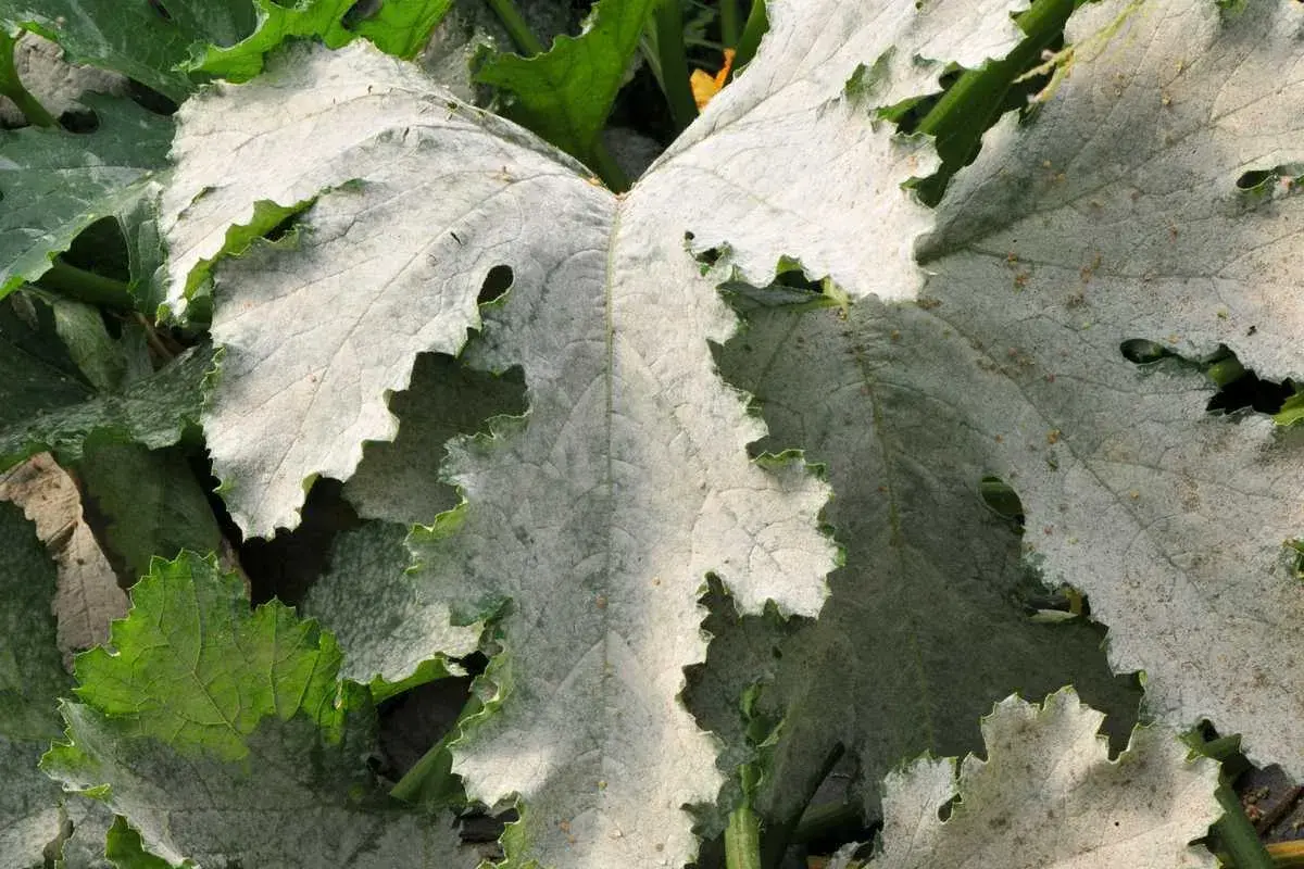 Feuilles de courgette couvertes d'oïdium. Un traitement est nécessaire pour sauver la plante.