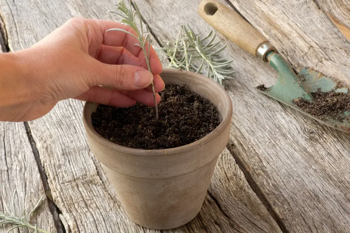 Une main plante une bouture de lavande dans un pot en terre cuite. Une petite pelle à côté est couverte de terre.
