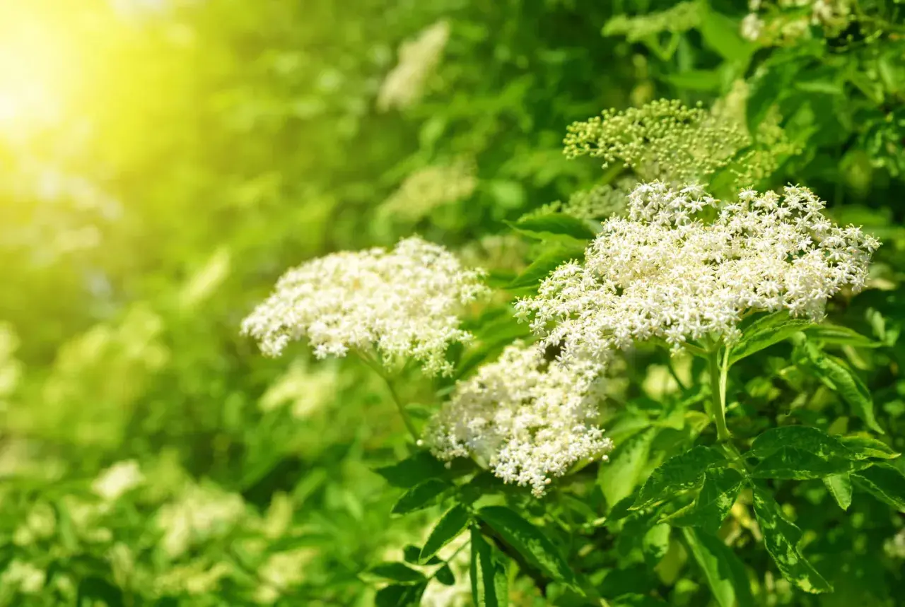 Grappes de fleurs blanches délicates, comme un purin de sureau, baignées par la lumière dorée du soleil.