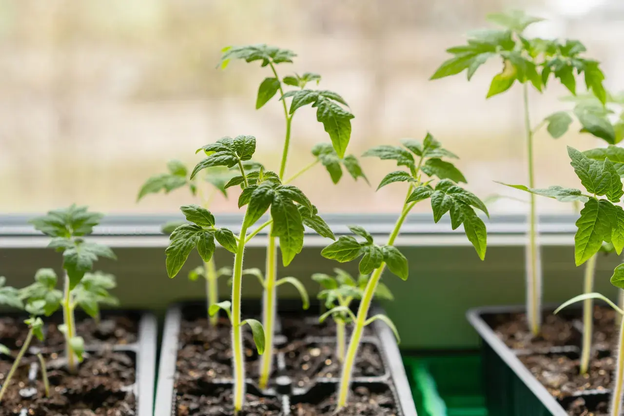 Jeunes plants de tomates précoces, prêts à être repiqués, poussent sur un rebord de fenêtre.