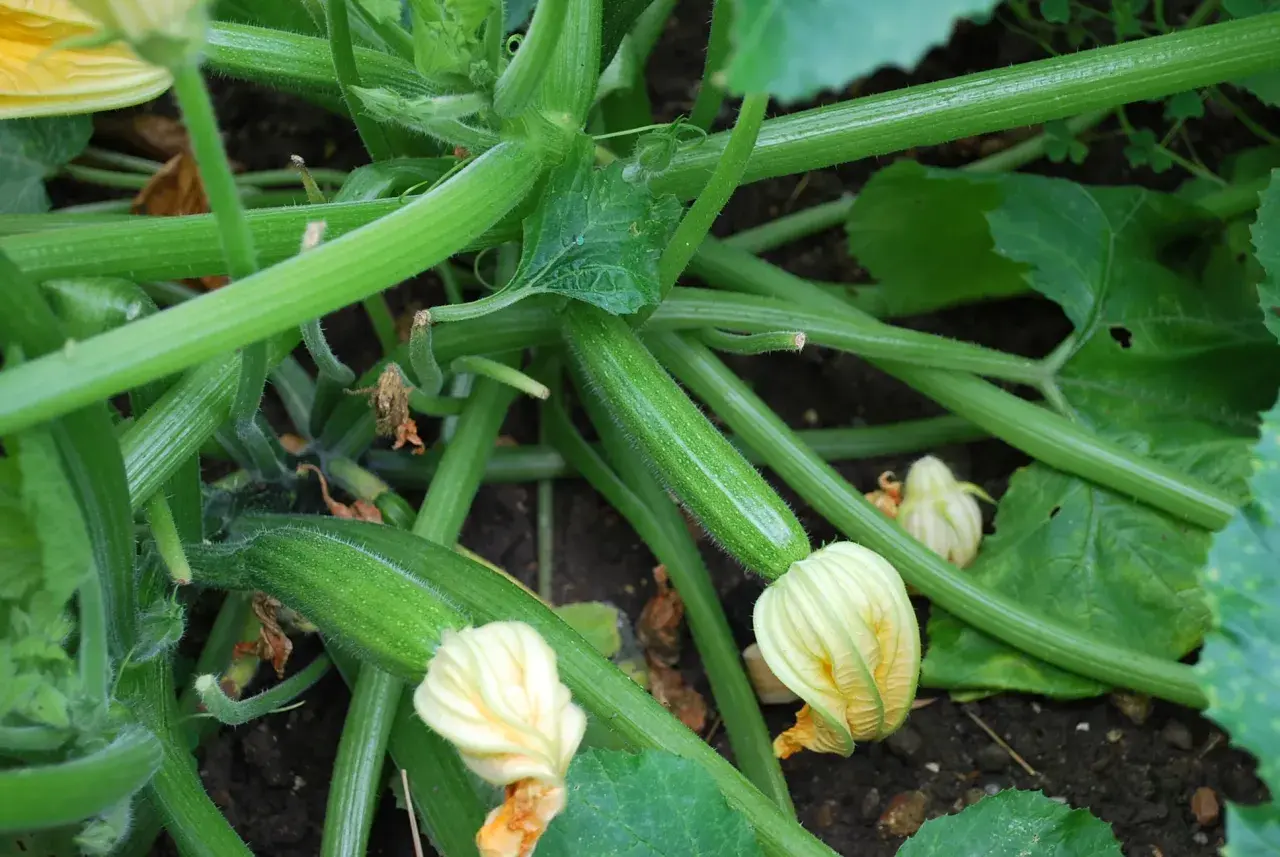 Jeune courgette blanche, encore petite, se développe sur sa tige verte, entourée de feuilles et de fleurs jaunes.