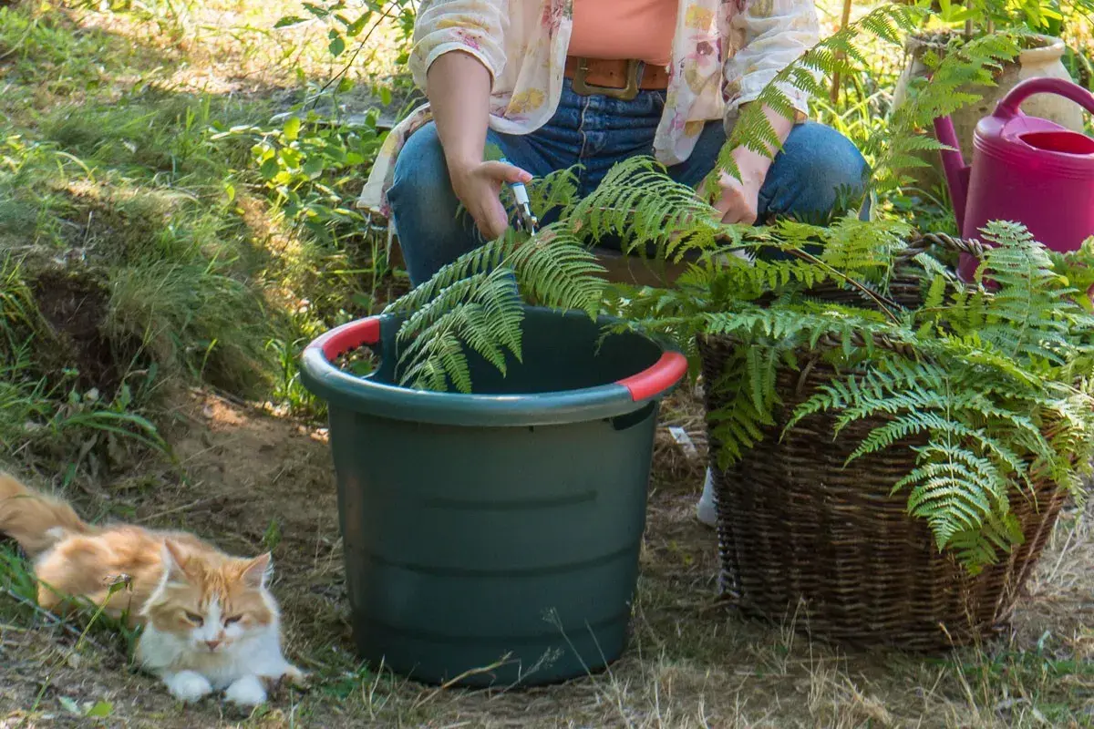 Préparation du purin de fougère. Une personne coupe des fougères près d'un seau vert et d'un panier en osier. Un chat roux se repose à proximité.
