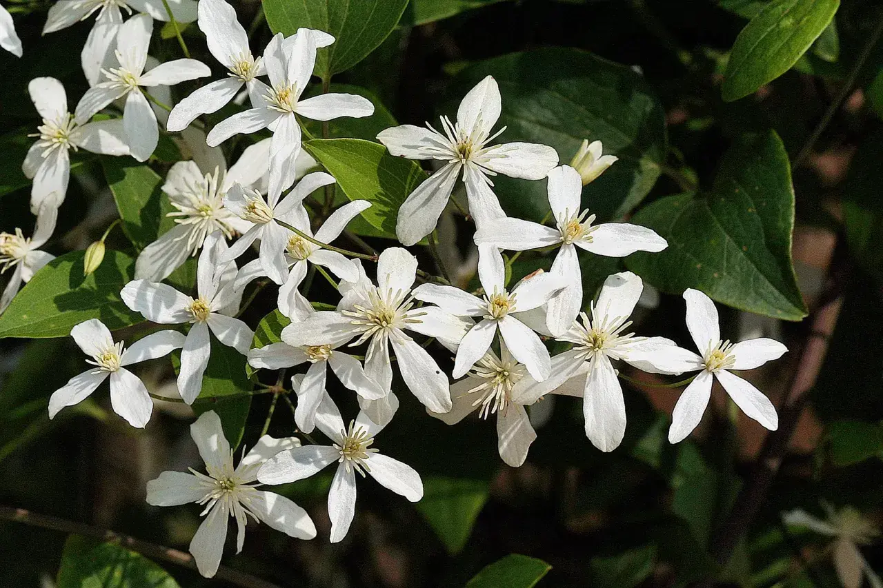Un bouquet de clématites blanches, parfaites pour une exposition ensoleillée, illumine le feuillage sombre.