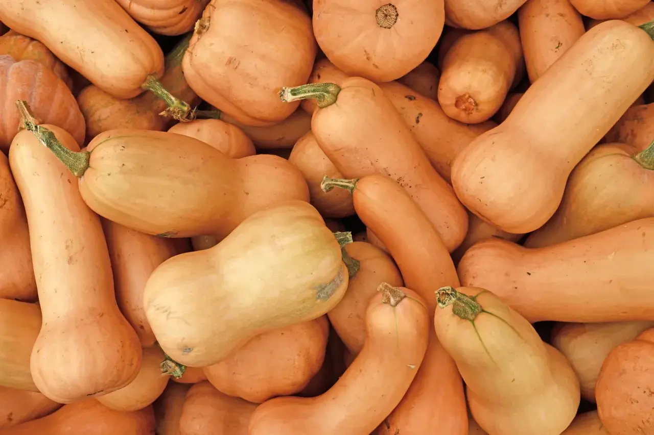 Gros plan sur une pile de courges butternut, leurs formes allongées et leurs teintes orangées promettent de délicieux plats d'automne.