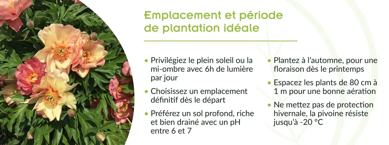 Gros plan sur de magnifiques pivoines roses et jaunes. Conseils pour le planter pivoine : plein soleil, sol drainé, plantation à l'automne.