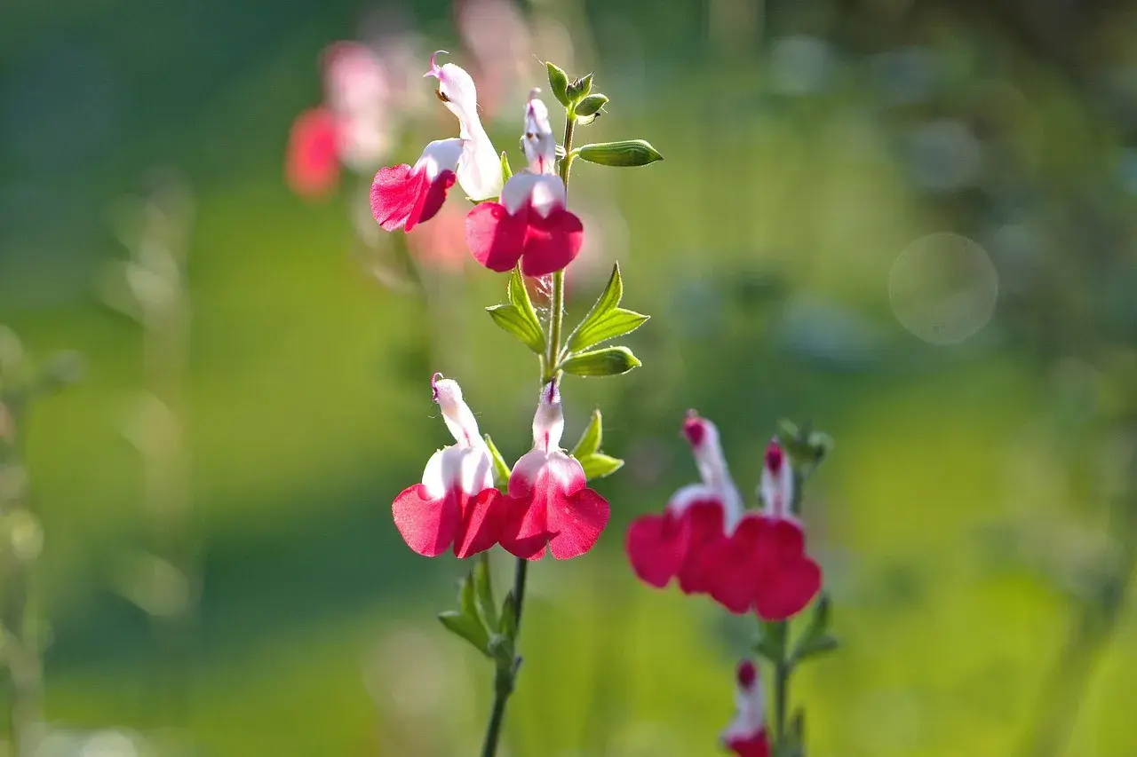 Fleurs de sauge de Graham, bicolores rose et blanc, sur fond vert flou.