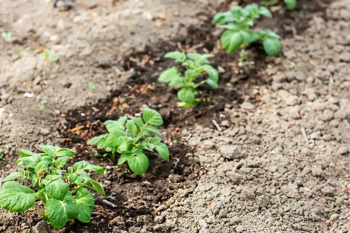 Jeunes plants de pommes de terre alignés dans une terre argileuse, promettant une récolte future.