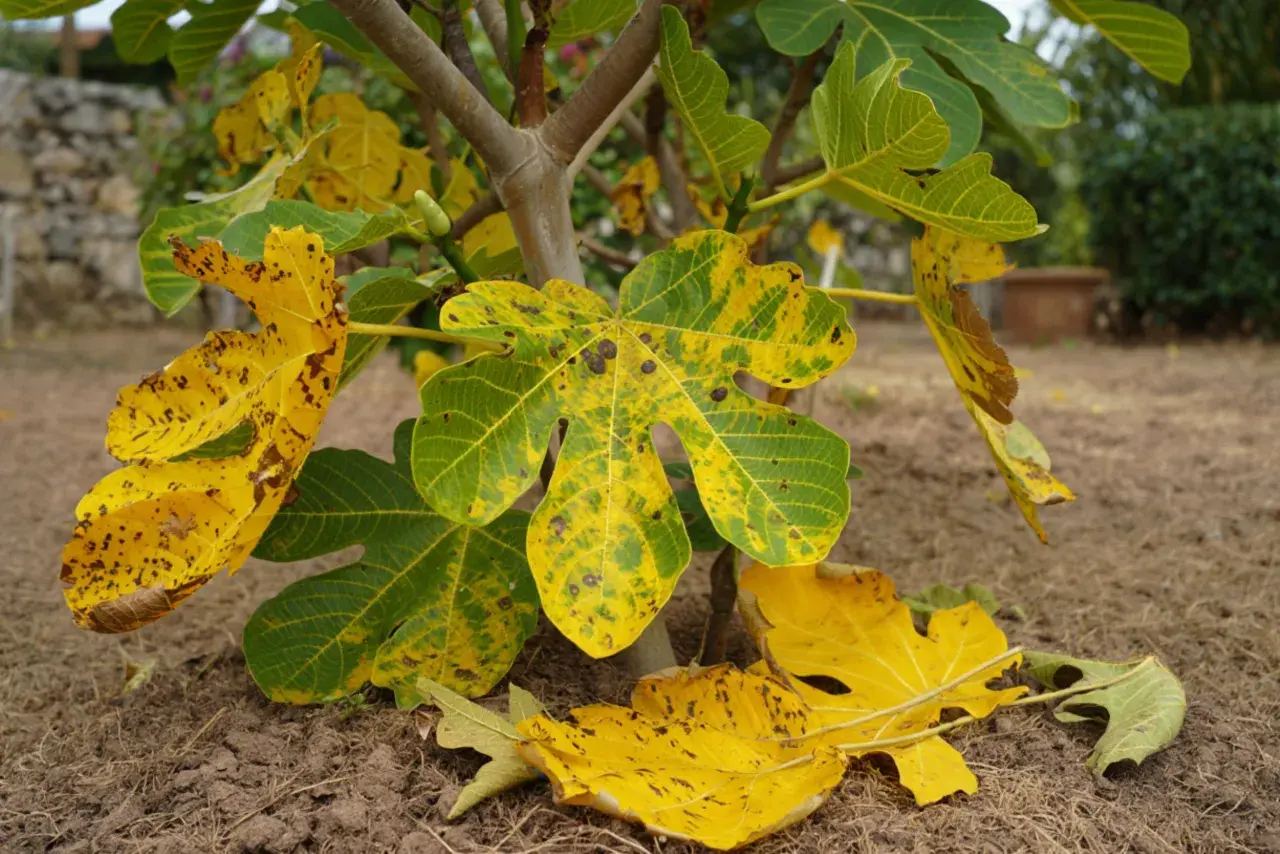 Feuilles de figuier jaunies et tachetées, signe d'une maladie du figuier. Certaines feuilles sont tombées au sol.