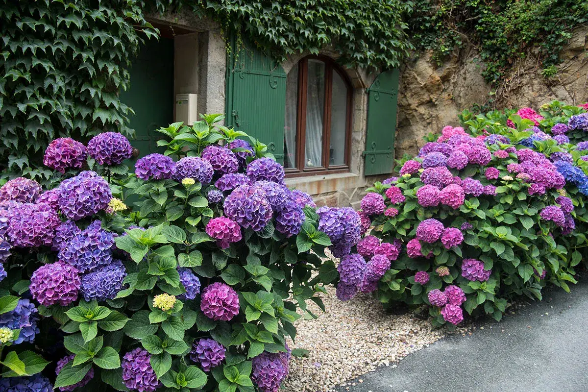 Magnifiques hortensias aux teintes violettes et roses, un arbuste persistant idéal pour une exposition nord, fleurissant devant une maison en pierre.