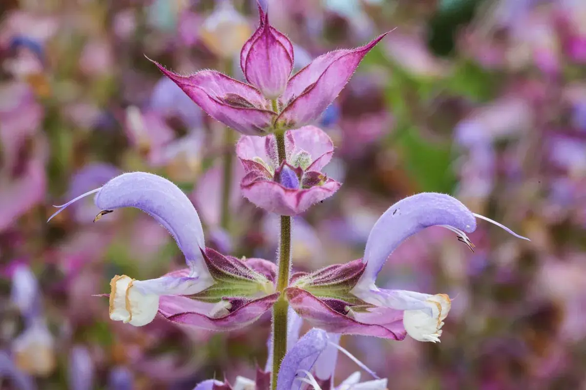 Fleur de sauge sclarée aux teintes violettes et roses, avec des pétales délicats et une forme unique.