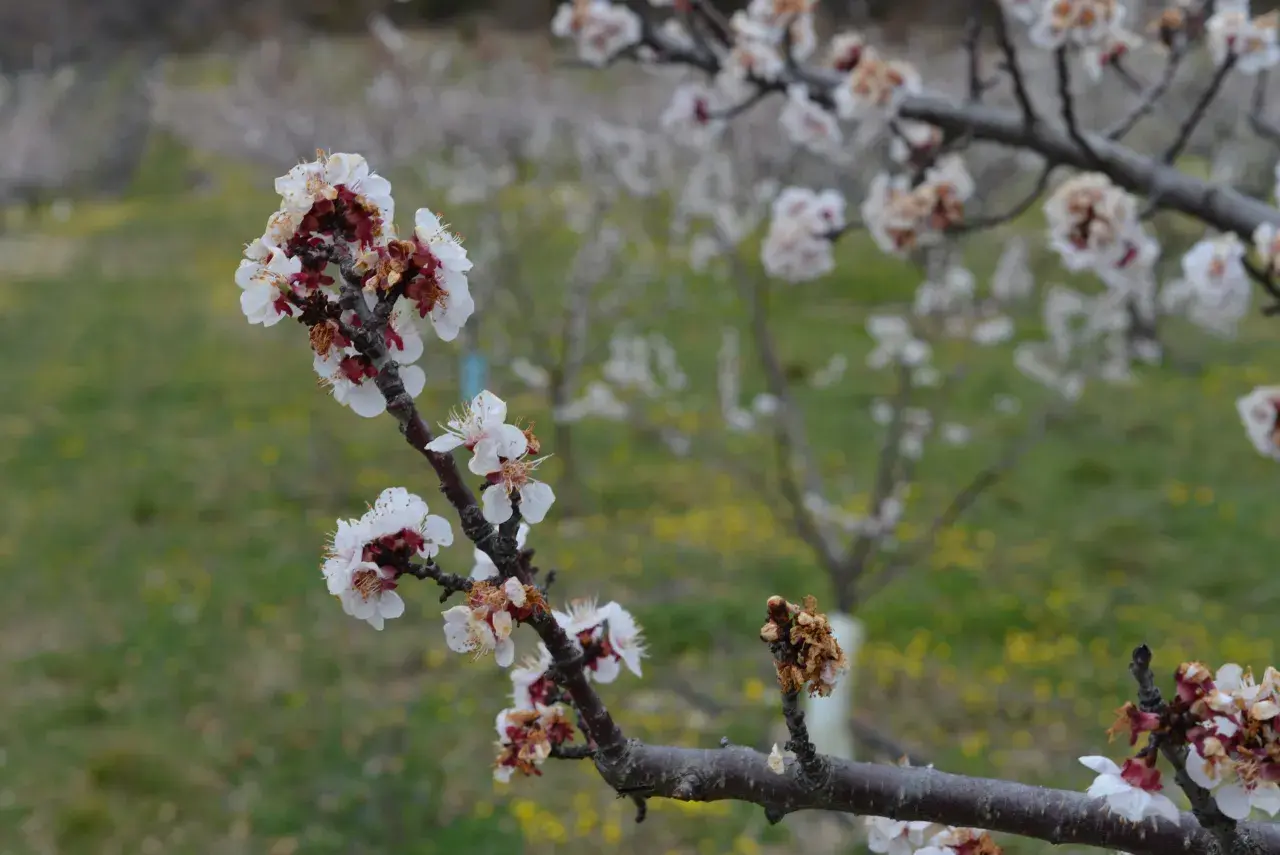 Fleurs d'abricotier en gros plan, certaines atteintes par la moniliose, sur fond flou d'un verger.