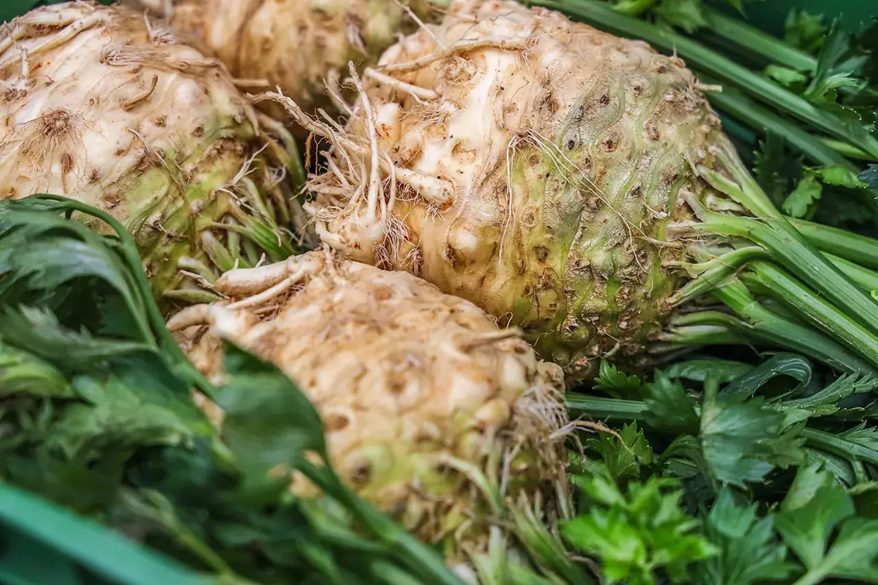 Gros bulbes de céleri rave fraîchement récoltés, avec leurs racines et leurs feuilles vertes, prêts pour la plantation ou la cuisine.