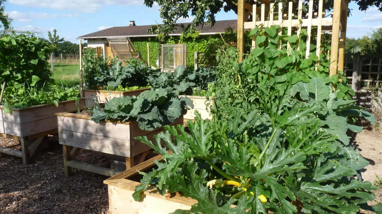 Un potager luxuriant avec des courgettes, des choux et des haricots grimpants. Idéal pour savoir que planter à côté des courgettes pour un jardin florissant.